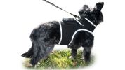 Waterproof GPS Tracker Pets Collar Small Surveillance Tracking Device Size:XS