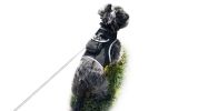 Waterproof Mini Realtime Dog GPS Tracker Rechargeable Pet Tracking Sys Size:XS